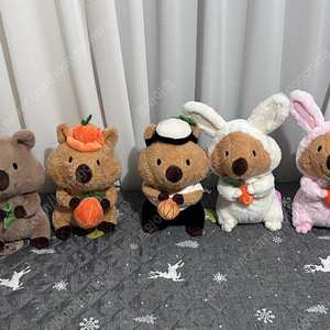 인형 뽑기 대량 쿼카 코커류 인형 8개