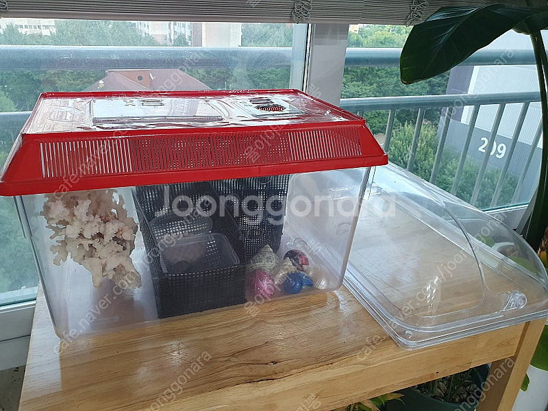 [판매] 소라게 사육장 세트 (왕대사육장+돔뚜껑+대왕산...--4