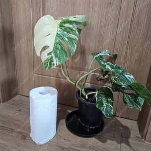 전북 익산 직거래 알보 몬스테라 5개 일괄