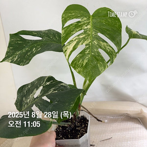 몬스테라 알보