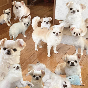 갤럭시 25 울트라 512g 미개봉 삽니다