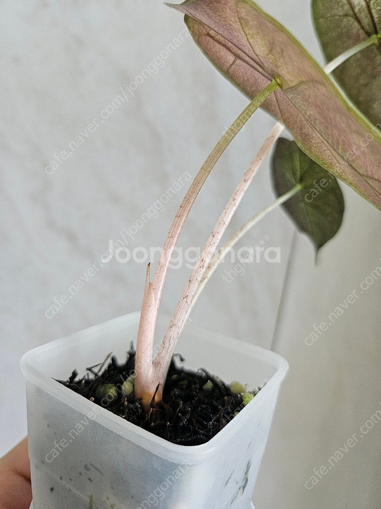 알로카시아 핑크드래곤실버바리에가타--4