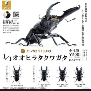 Sota 왕넓적사슴벌레 풀세트 판매