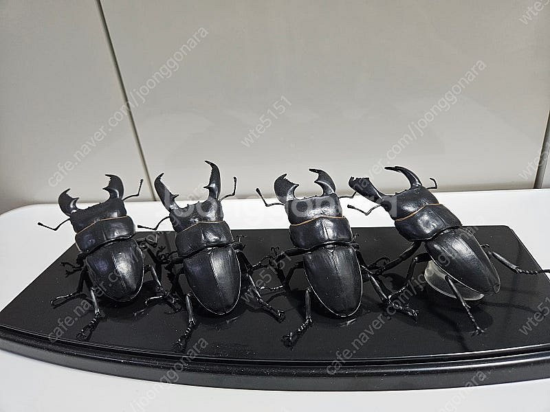 Sota 왕넓적사슴벌레 풀세트 판매--1