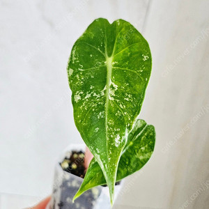 알로카시아 핑크드래곤알보바리에가타