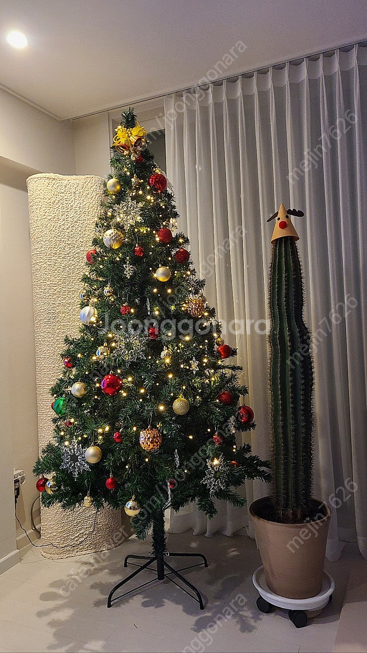 식물 수원 직거래) 대형 선인장 인테리어 화분--1