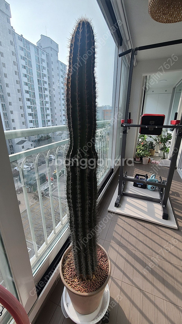 식물 수원 직거래) 대형 선인장 인테리어 화분--0