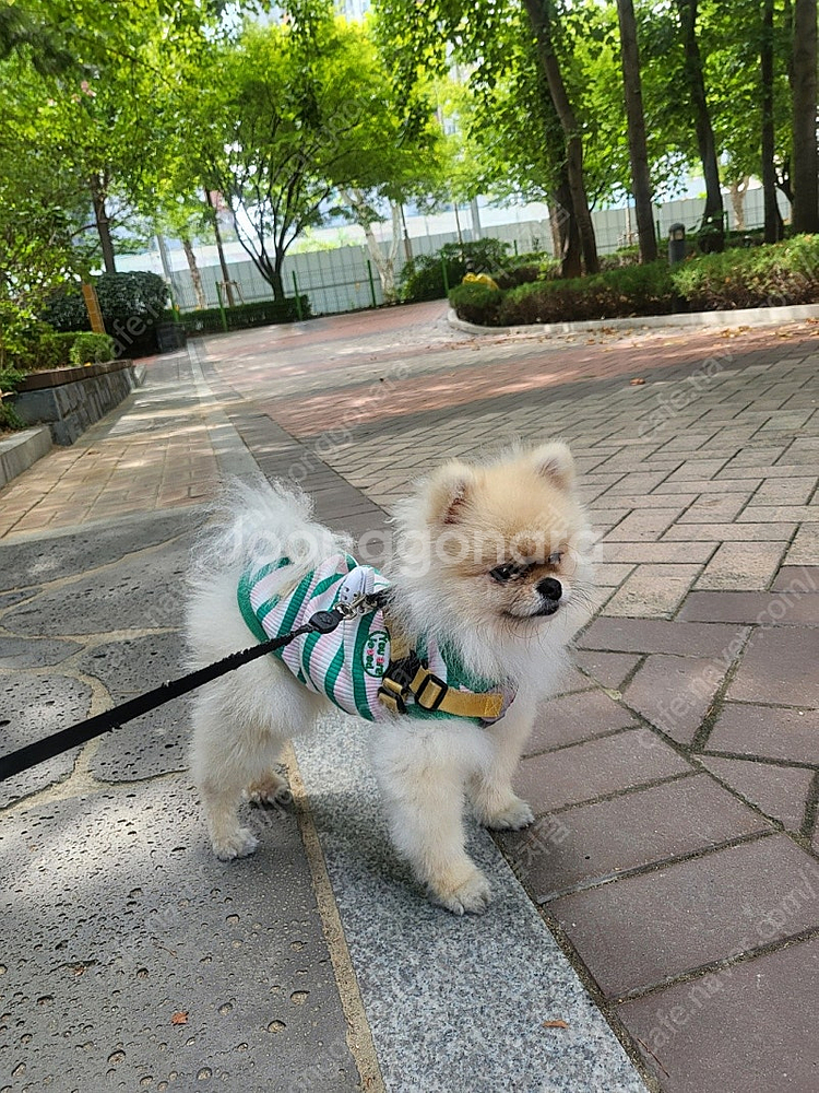 CGV팝콘 M--0