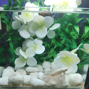 화이트 베타 미니 어항