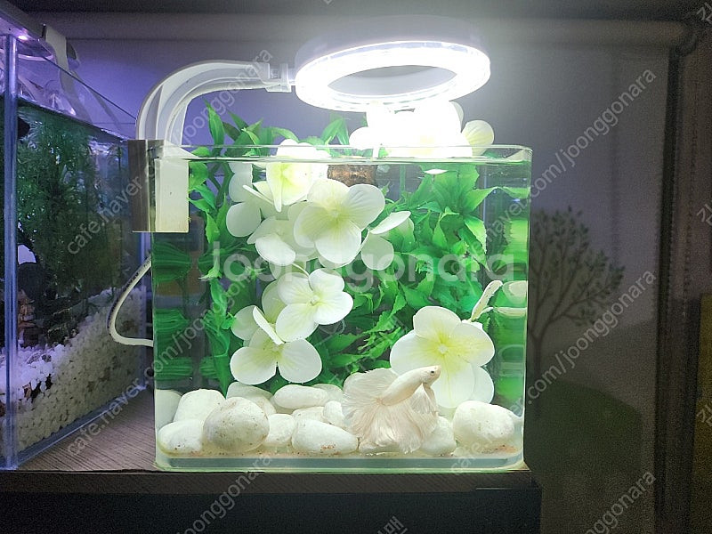 화이트 베타 미니 어항--4