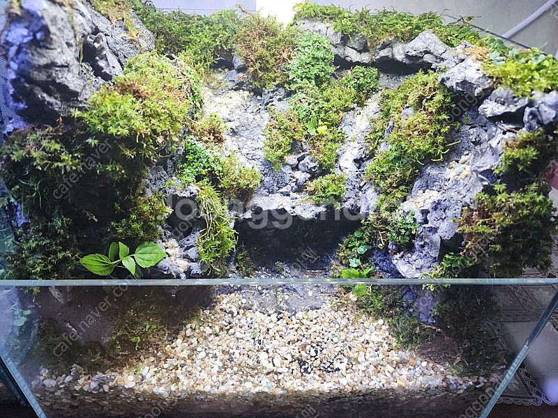 솔이끼 절벽 계곡물 테라리움 어항--0