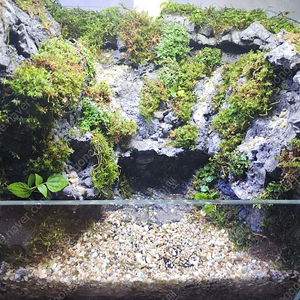 솔이끼 절벽 계곡물 테라리움 어항