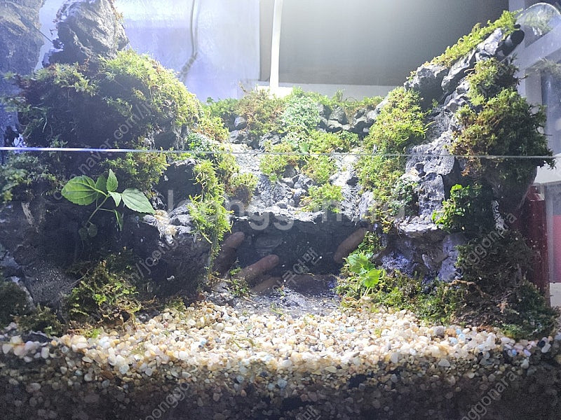 솔이끼 절벽 계곡물 테라리움 어항--1