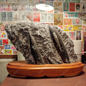 화석 No.4 오소세라스 (두족류화석) / 수석, 광물 오브제 장식용 이미지