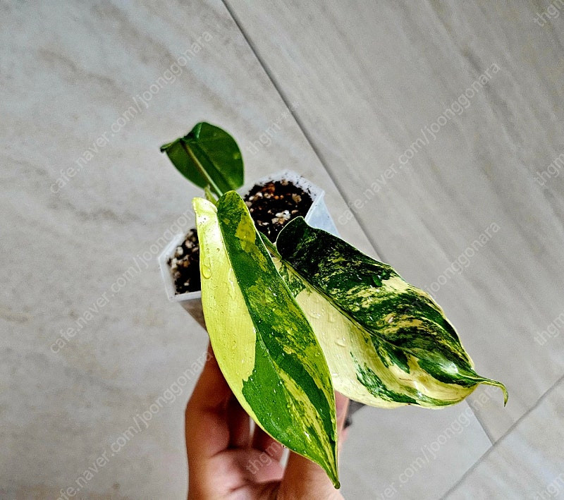 필로덴드론 플로리다뷰티바리에가타 이미지