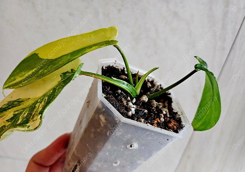 필로덴드론 플로리다뷰티바리에가타 이미지