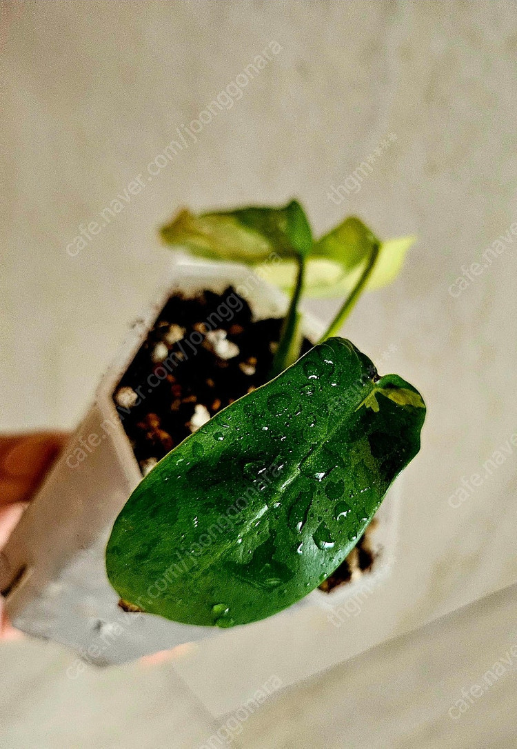 필로덴드론 플로리다뷰티바리에가타 이미지