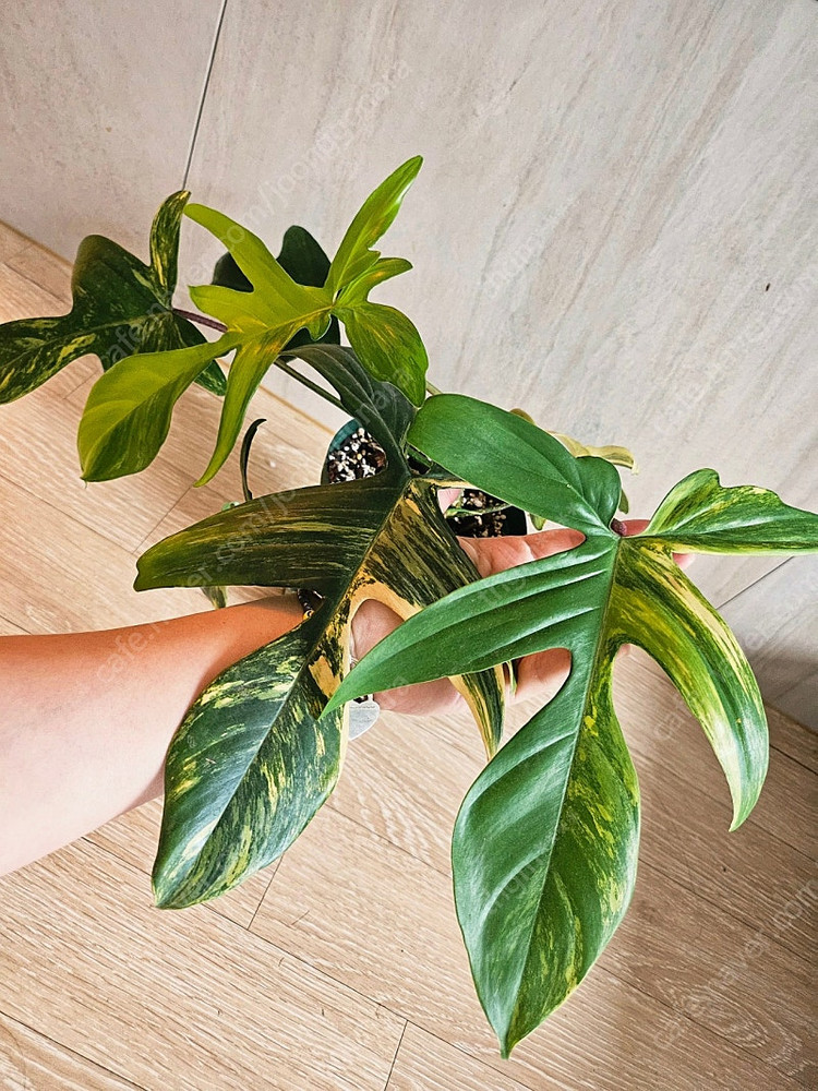 필로덴드론 플로리다뷰티바리에가타 이미지