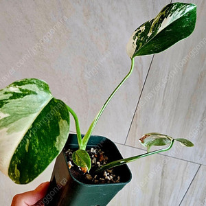 몬스테라 알보 1