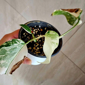 몬스테라 알보 2