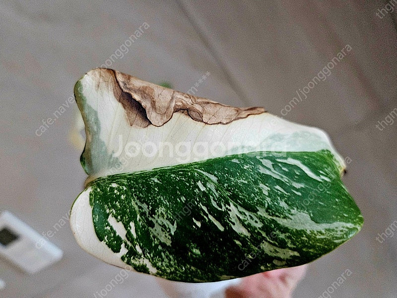 몬스테라 알보 2--1