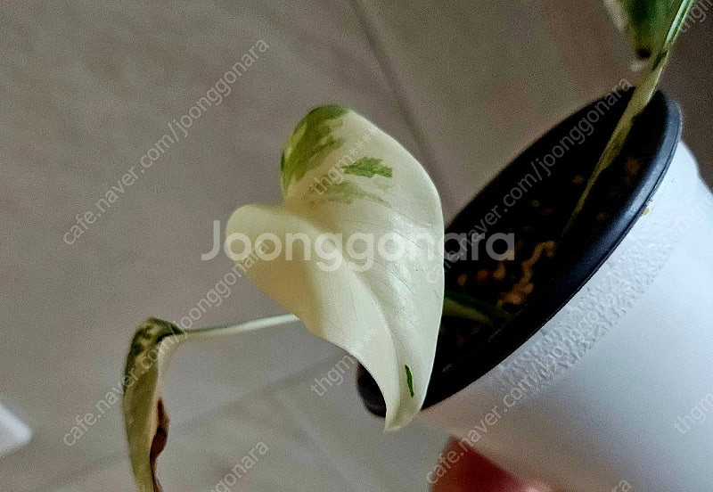 몬스테라 알보 2--3