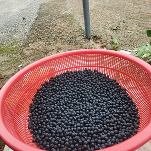 아로니아 키로에 5000원