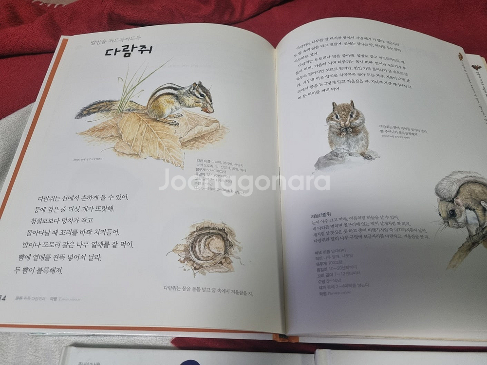 어린이 보리 어린이 첫도감 100층짜리집 구름빵 6권 ...--1