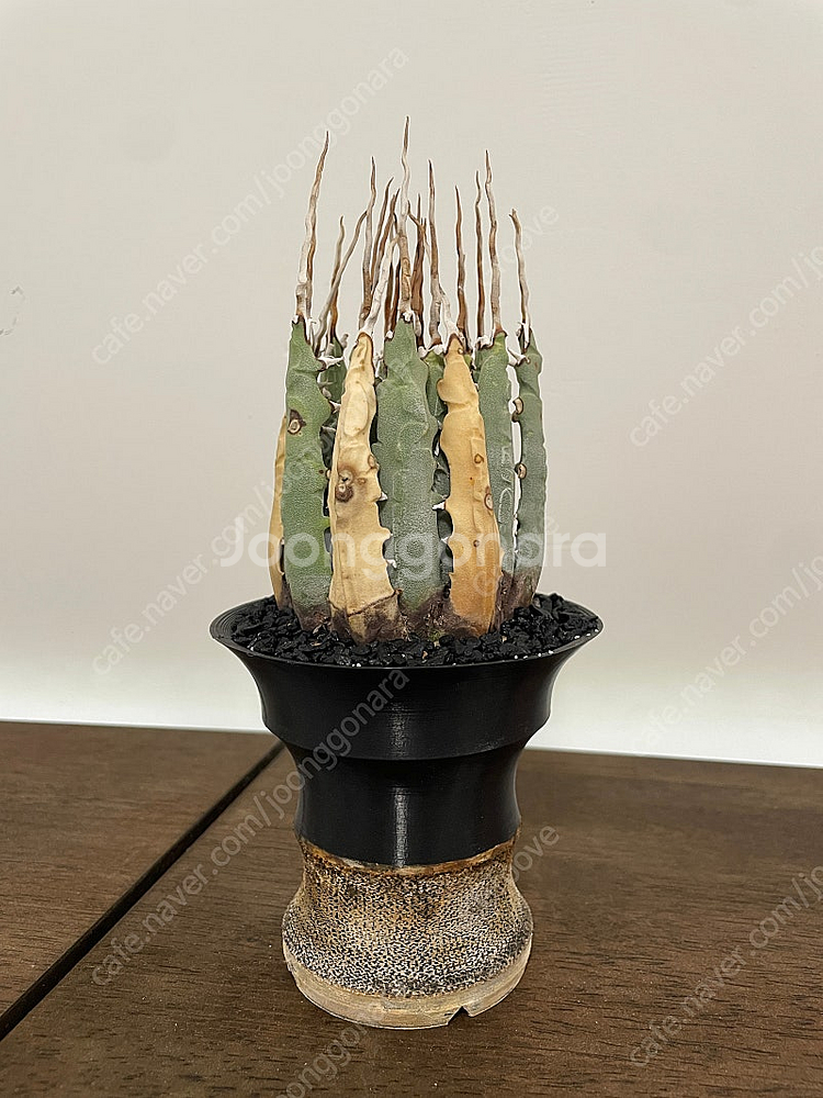 각종 괴근식물 판매합니다.--0