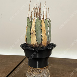 각종 괴근식물 판매합니다.