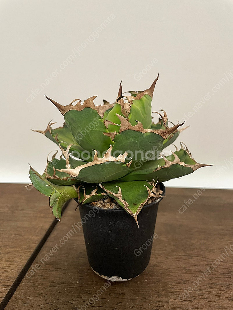 각종 괴근식물 판매합니다.--4