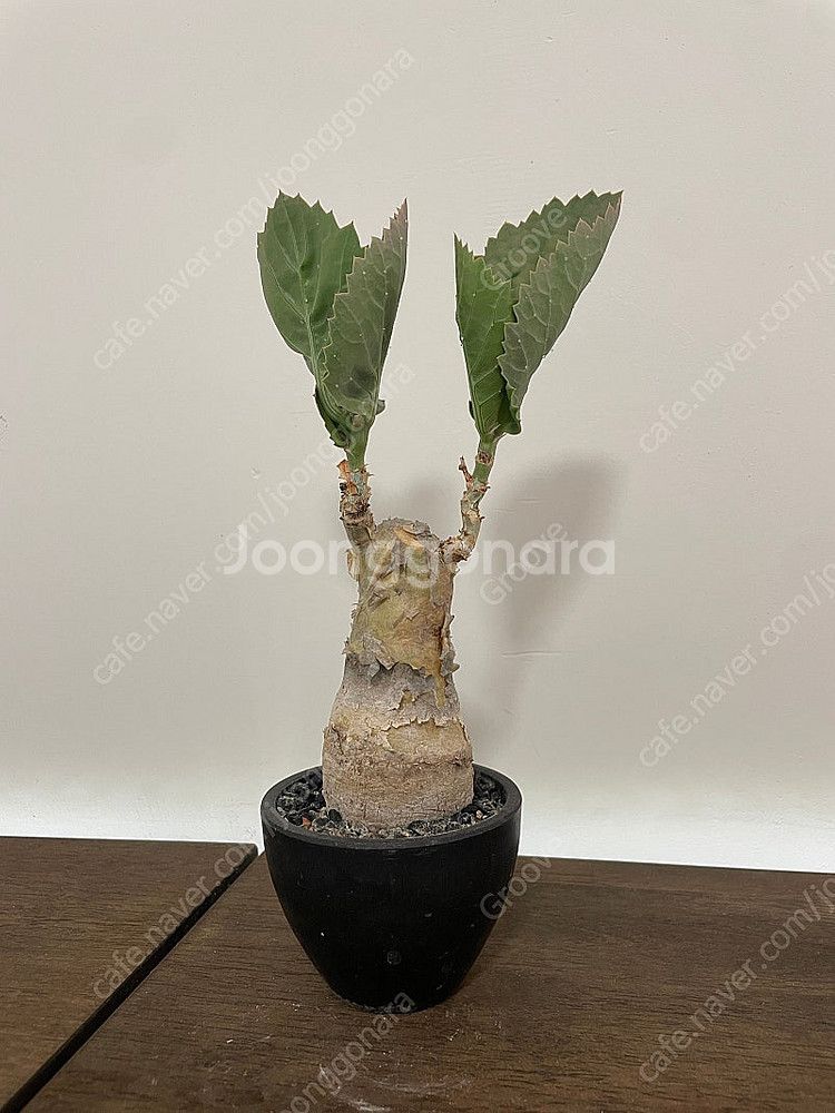 각종 괴근식물 판매합니다.--8