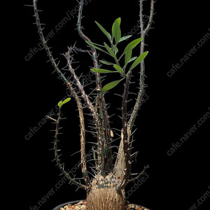 아프리카 코덱스 식물 분양 괴근 분양