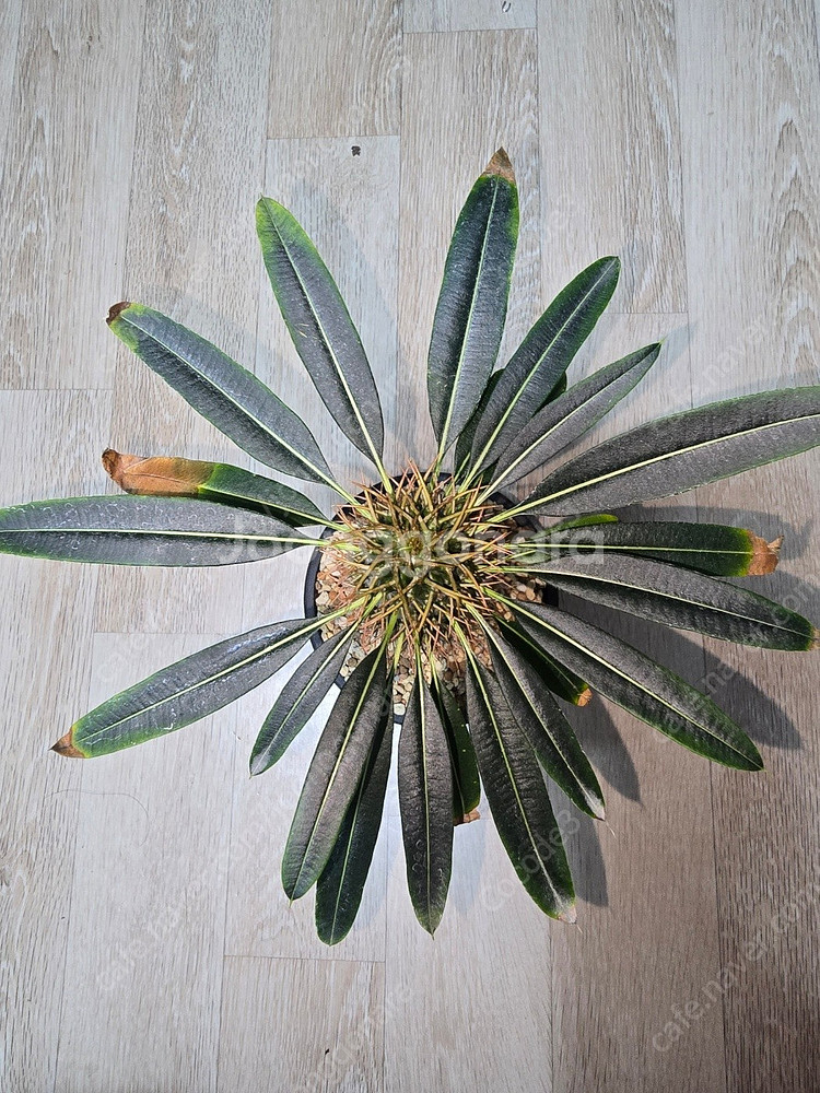 아프리카 코덱스 식물 분양 괴근 분양--2