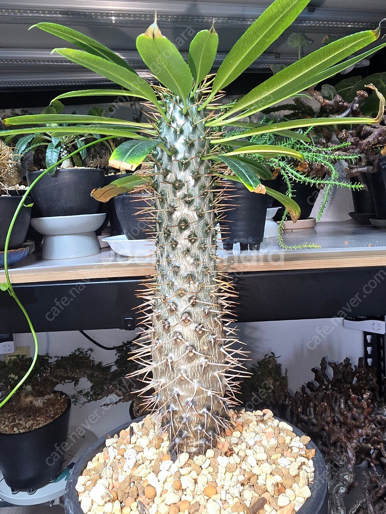 아프리카 코덱스 식물 분양 괴근 분양--3