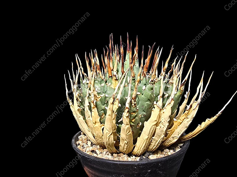 아프리카 코덱스 식물 분양 괴근 분양--4