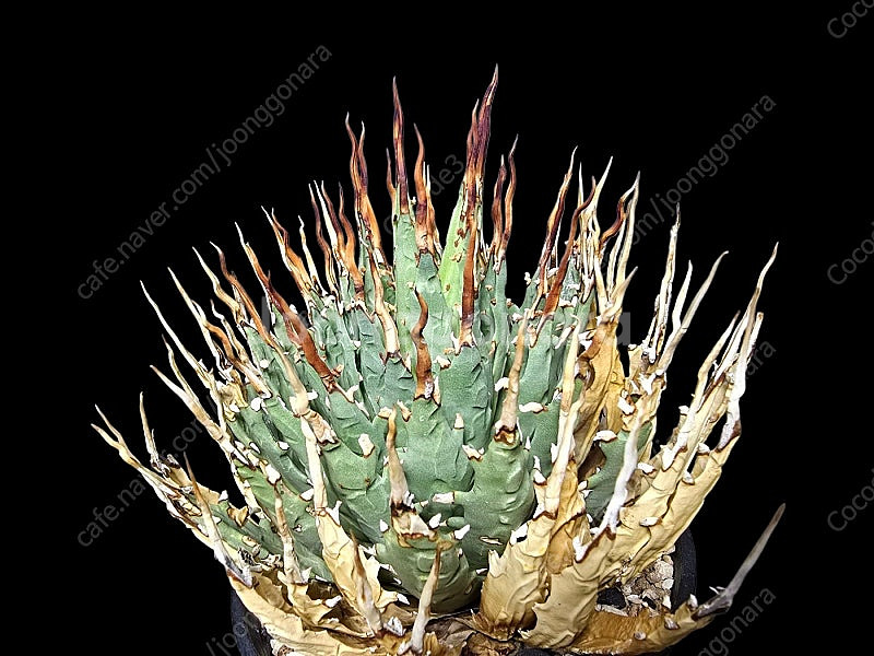 아프리카 코덱스 식물 분양 괴근 분양--5