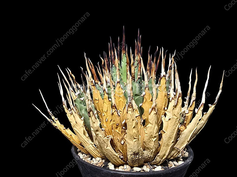 아프리카 코덱스 식물 분양 괴근 분양--6