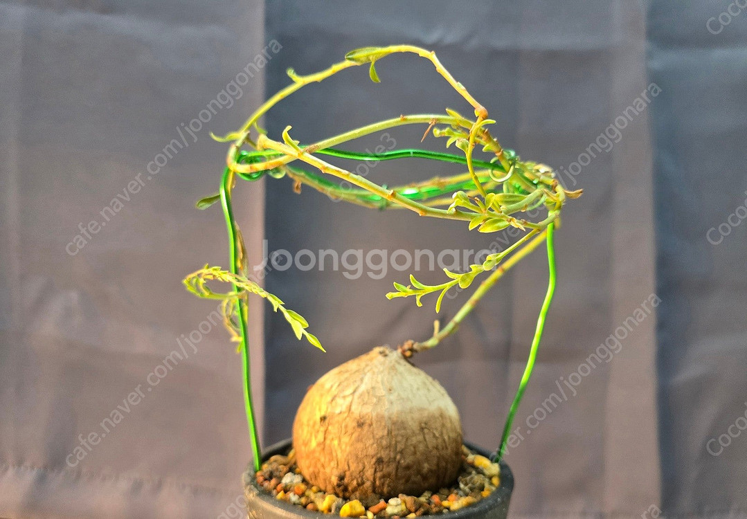 아프리카 코덱스 식물 분양 괴근 분양--7