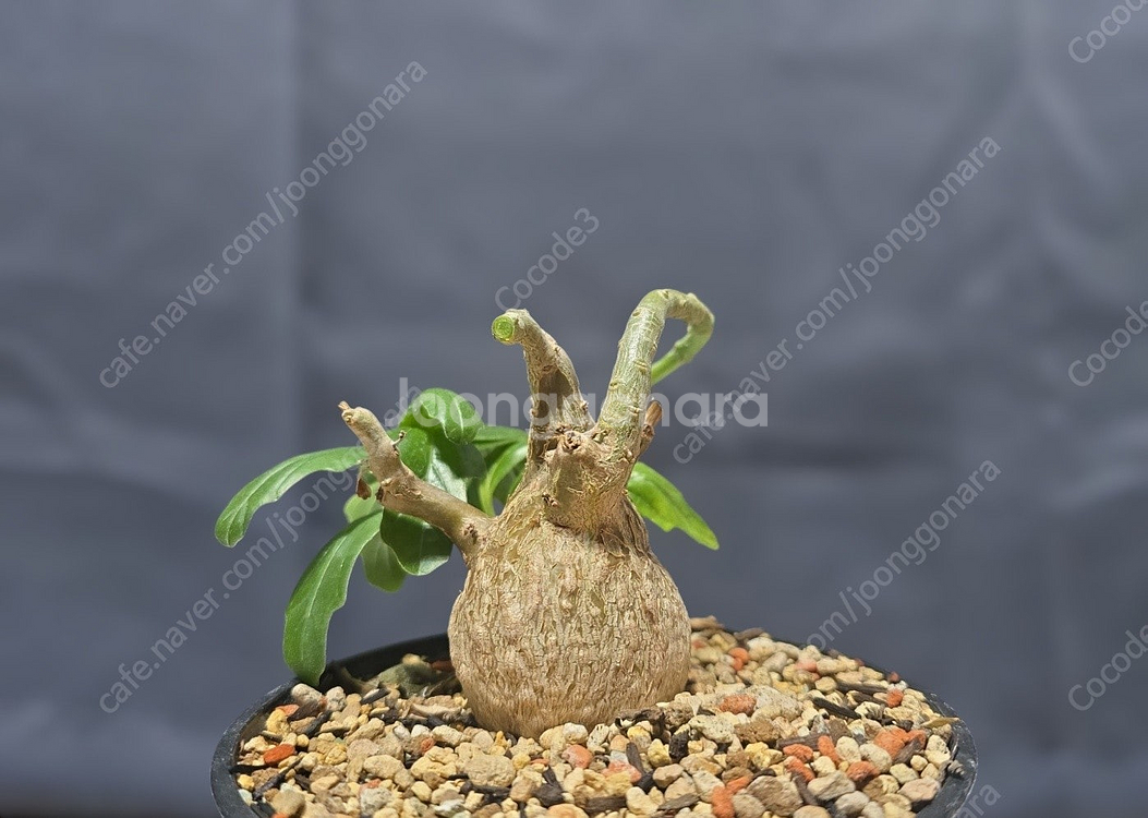 아프리카 코덱스 식물 분양 괴근 분양--8