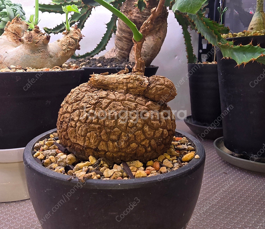 아프리카 코덱스 식물 분양 괴근 분양--9