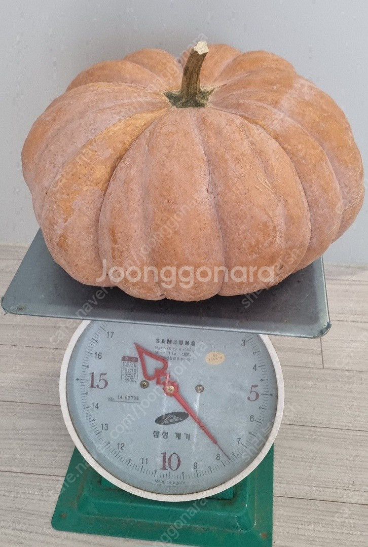 농사지은 싱싱한 늙은 호박(맷돌호박)--1