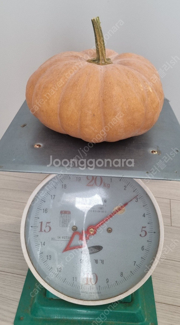 농사지은 싱싱한 늙은 호박(맷돌호박)--3