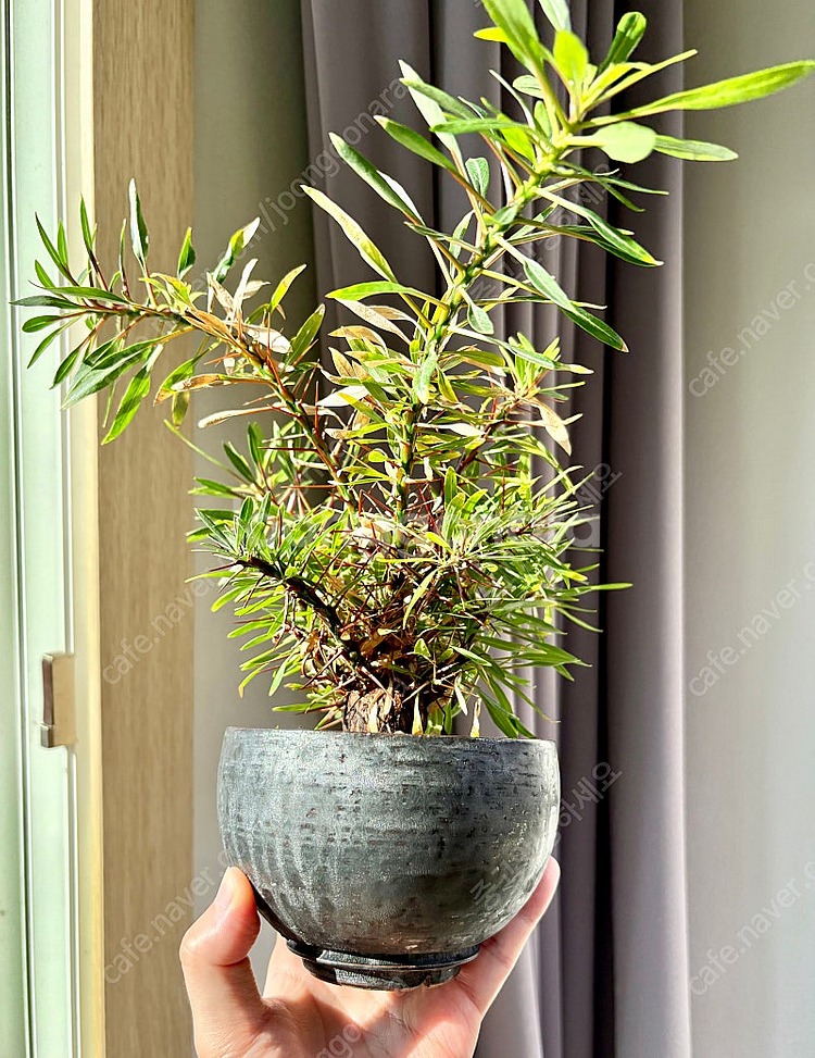 Fouquieria purpusii 펄푸시 (코덱스, ...--0