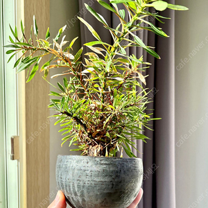 Fouquieria purpusii 펄푸시 (코덱스, 아프리카 식물)