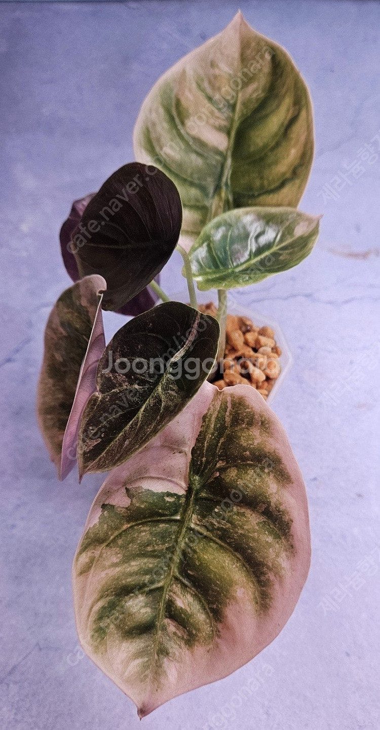 알로카시아 쿠프레아 바리에가타--4