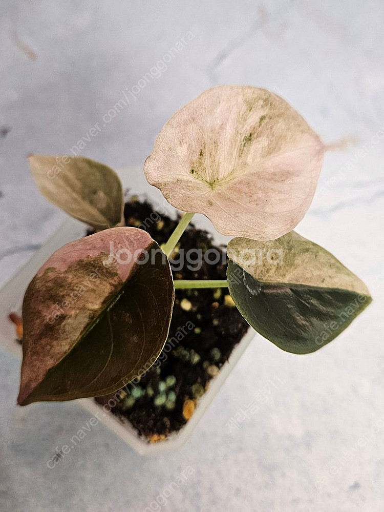 알로카시아 쿠프레아 바리에가타--1