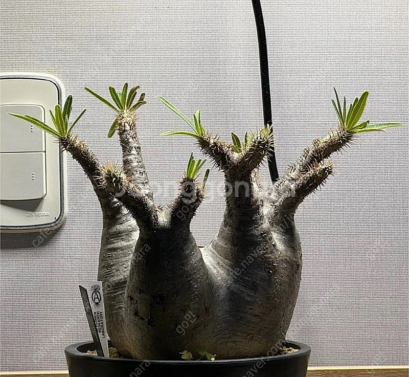 아프리카식물 파키포디움 그락실리우스 야생--0