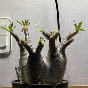 아프리카식물 파키포디움 그락실리우스 야생