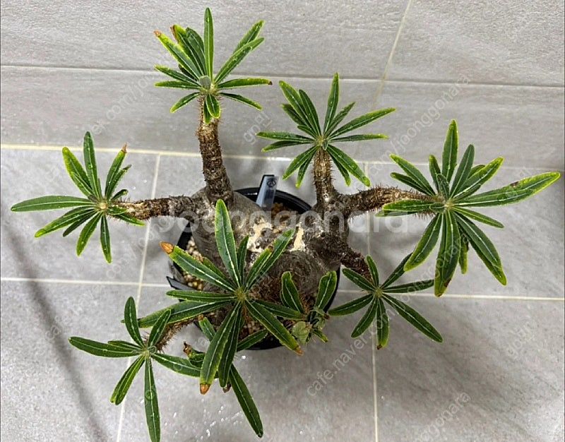 아프리카식물 파키포디움 그락실리우스 야생--1